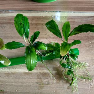Bucephalandra Theia Dragonfly