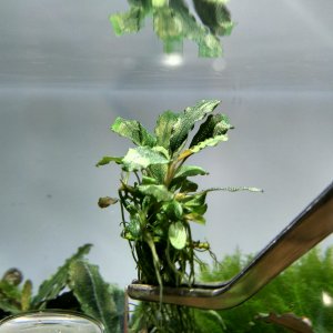 unbekannte Bucephalandra