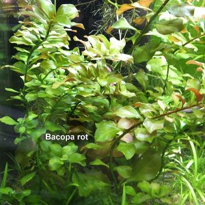 Rote Bacopa