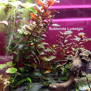 Rubinrote Ludwigie + Brasilianischer Wassernabel
