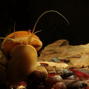 Gelbe Asia-Apfelschnecke