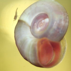 Rosa Posthornschnecke + ShrimpBaby