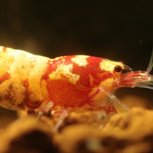PintoMischer