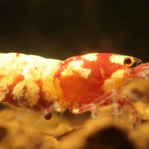 PintoMischer