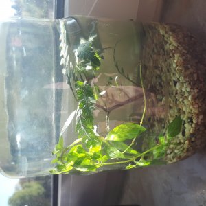 Schneckenvase 2,5L Okt 18
