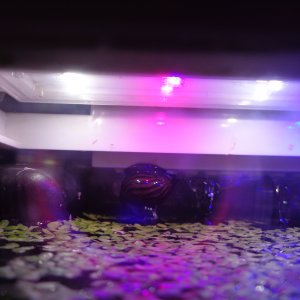 Ausbruchsversuch Schnecke