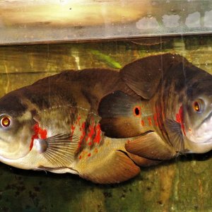 Astronotus ocellatus Paar