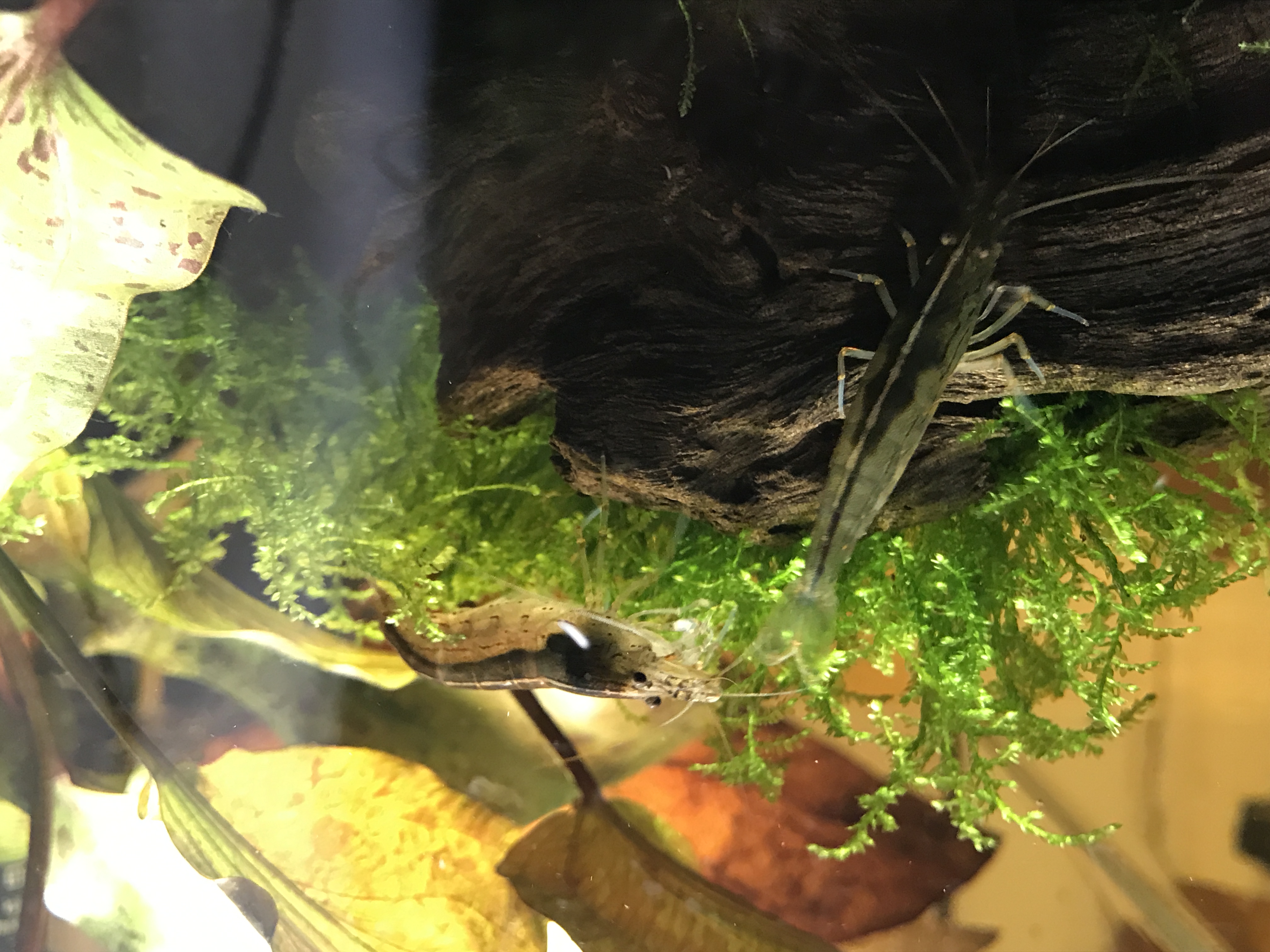 Amanos