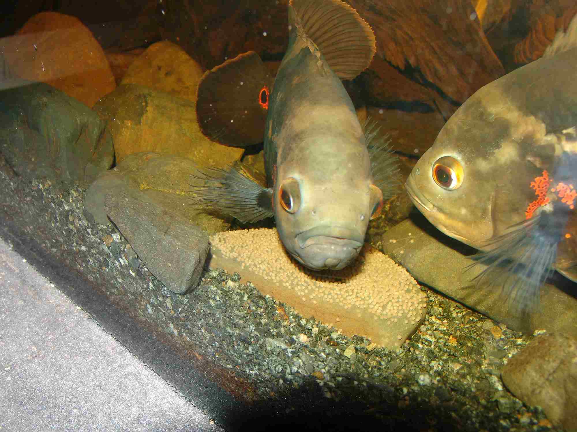 Astronotus ocellatus mit Gelege