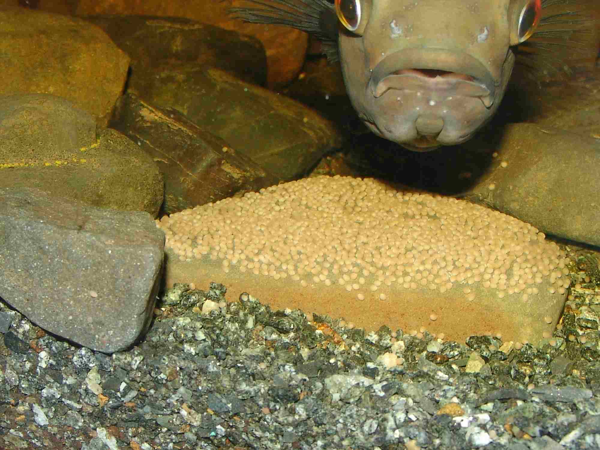 Astronotus ocellatus mit Gelege