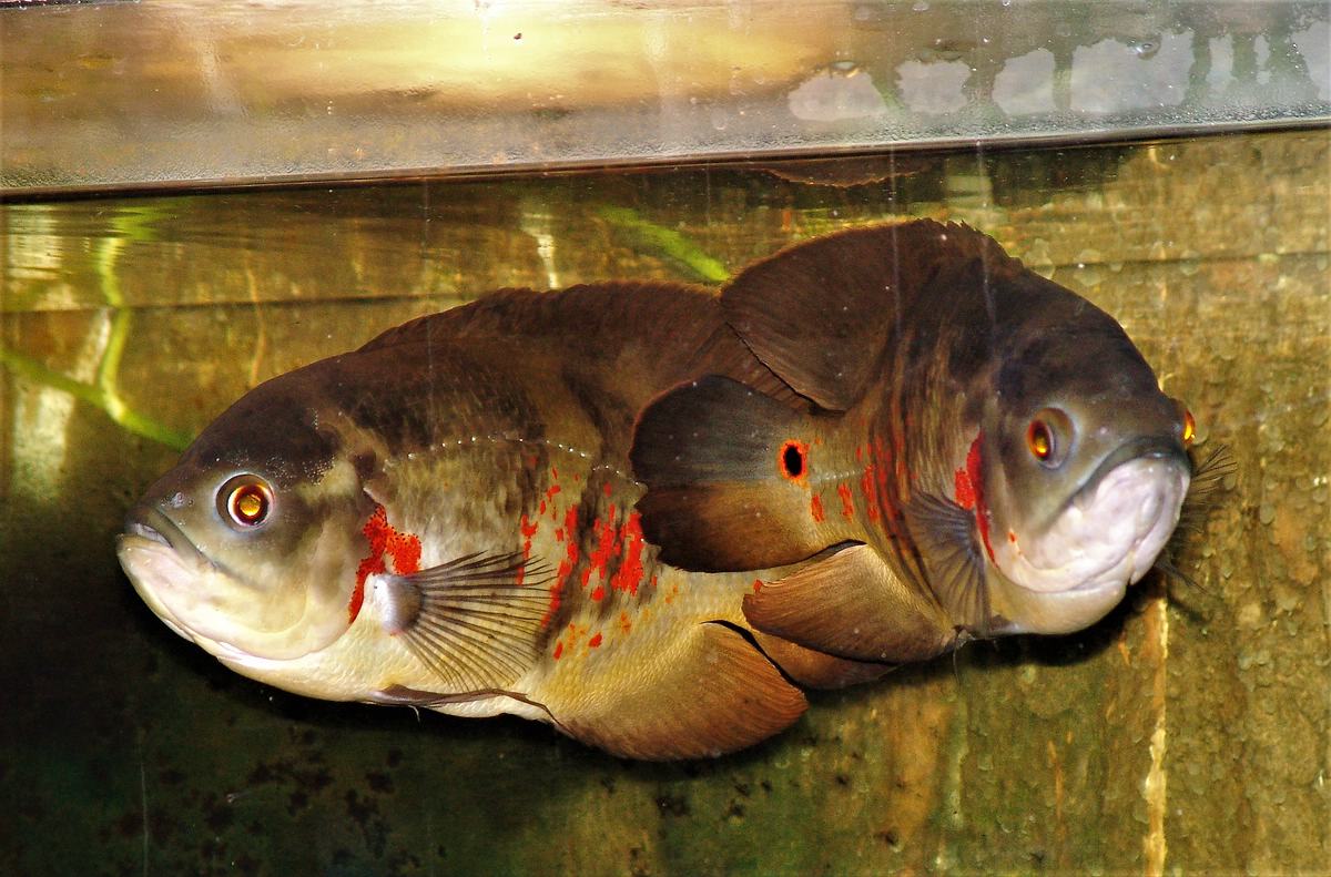 Astronotus ocellatus Paar