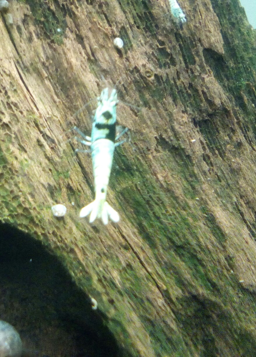 Blue Mosura Crown