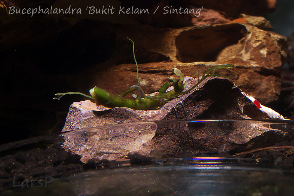 Bucephalandra 'Bukit Kelam / Sintang'
