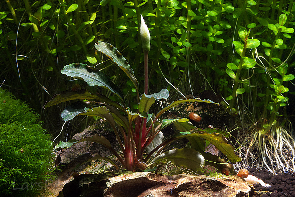 Bucephalandra 'Bukit Kelam / Sintang'