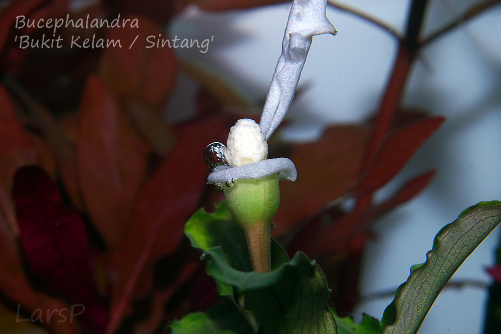 Bucephalandra 'Bukit Kelam/Sintang'