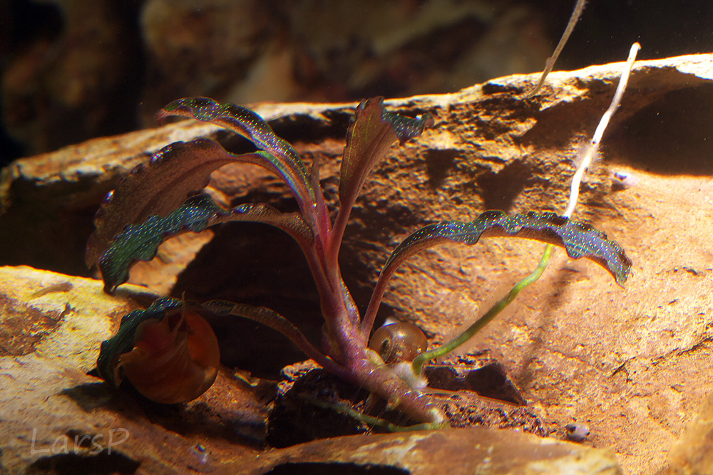 Bucephalandra kedagang