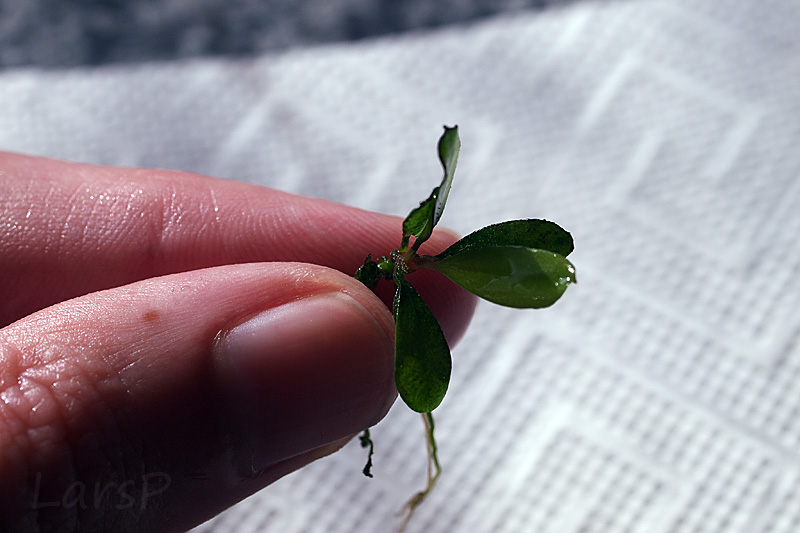 Bucephalandra pygmaea blue