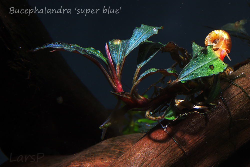 Bucephalandra 'super blue'