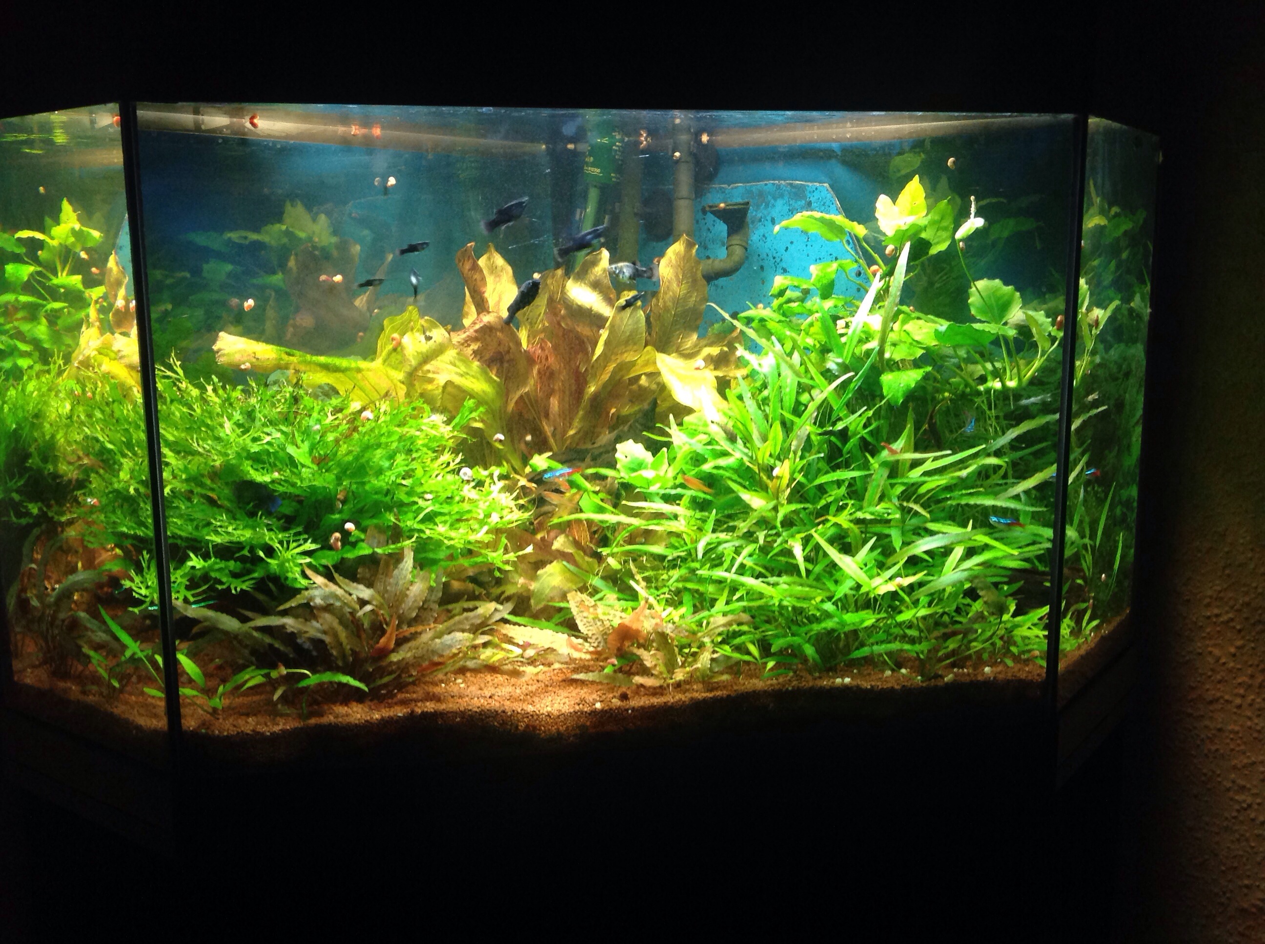 Delta Eckbecken 150 Liter