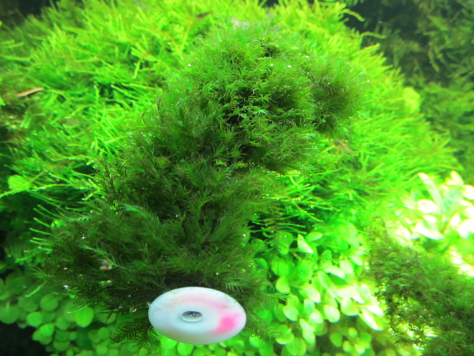 Fissidensast