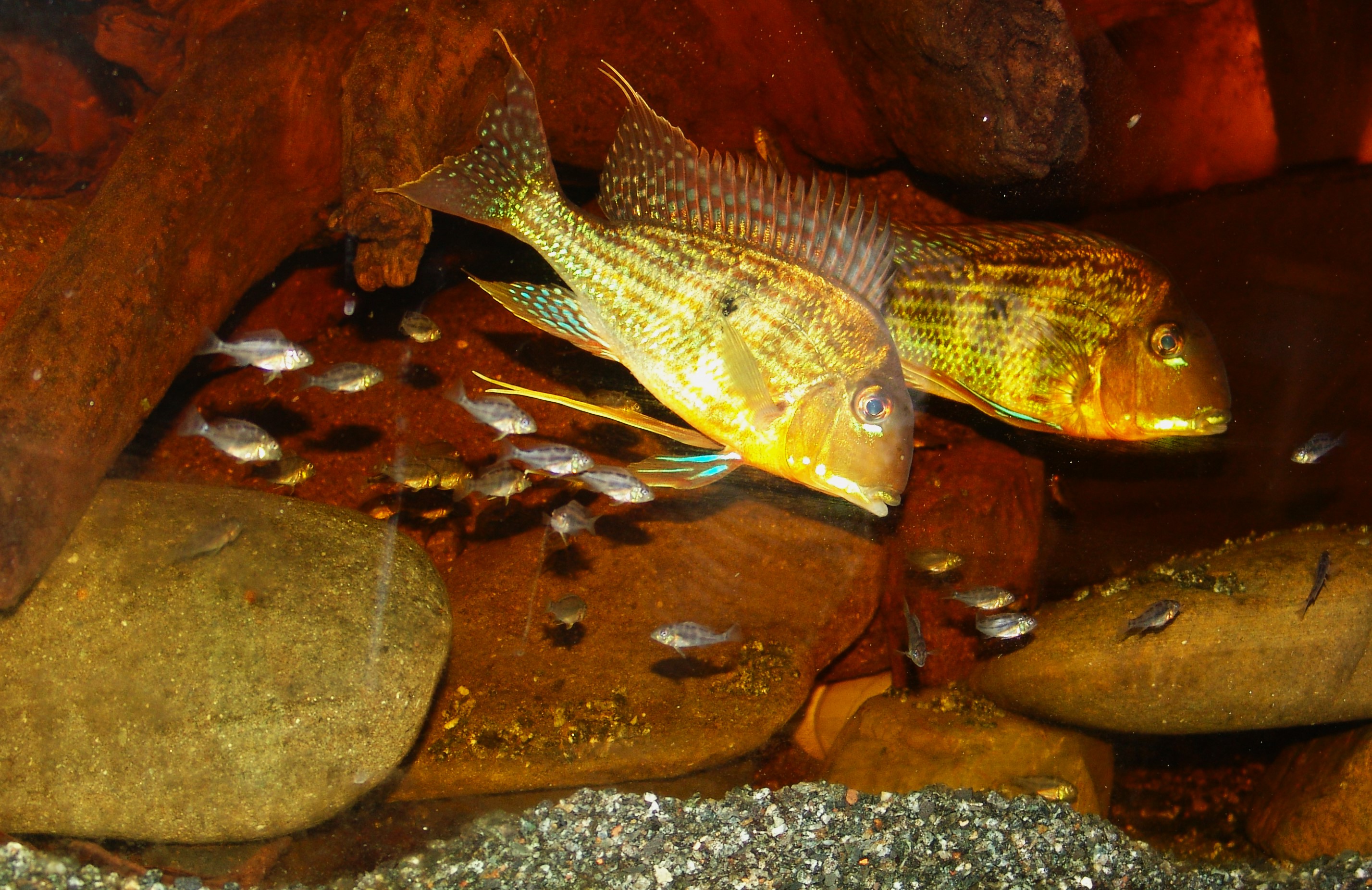 Geophagus altifrons