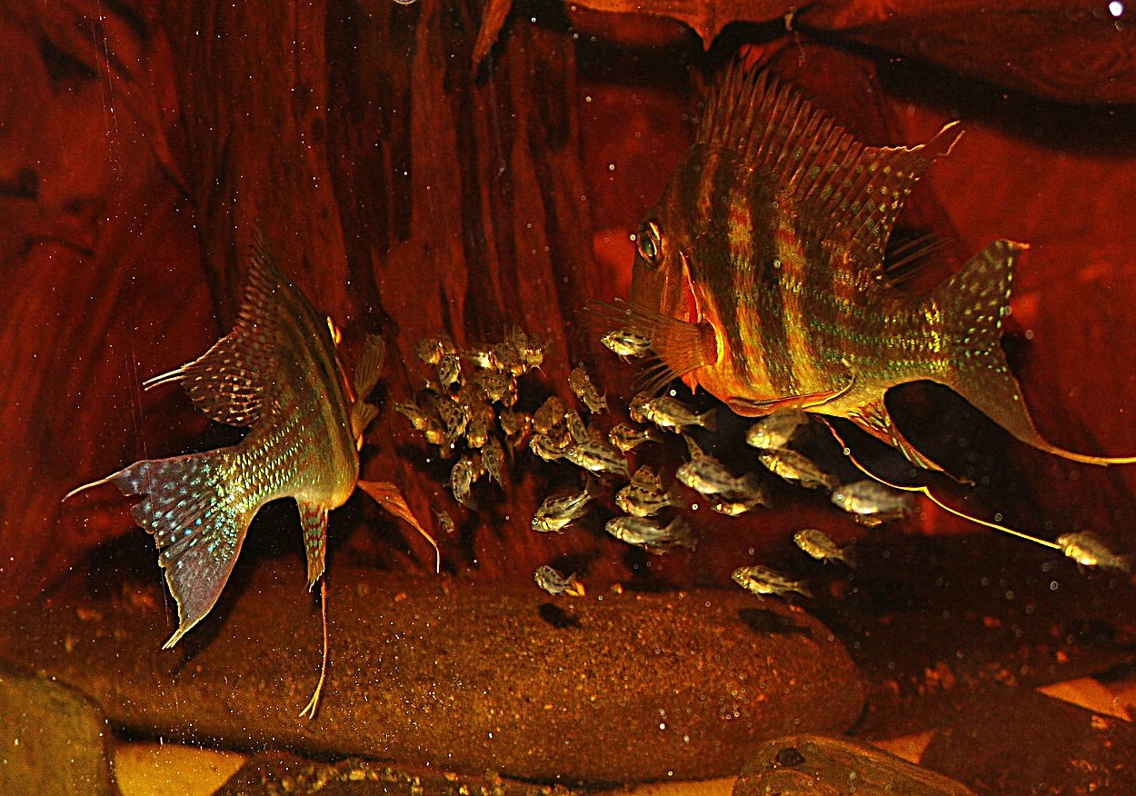 Geophagus altifrons