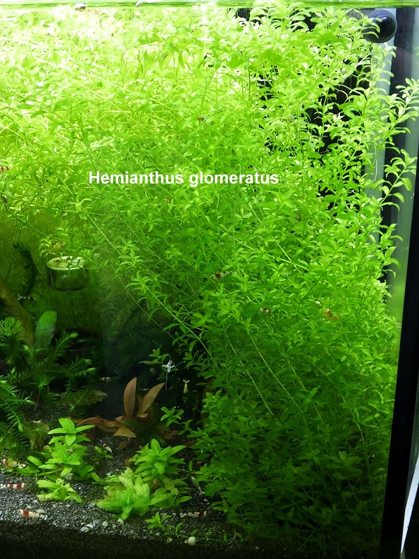 Hemianthus glomeratus