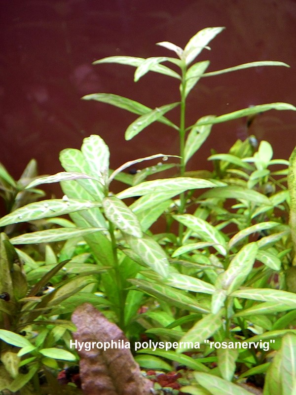 Hygrophilia polysperma "rosanervig"