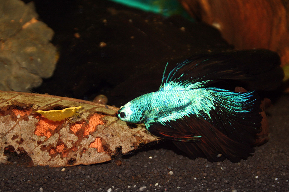 Kampffisch und Garnele