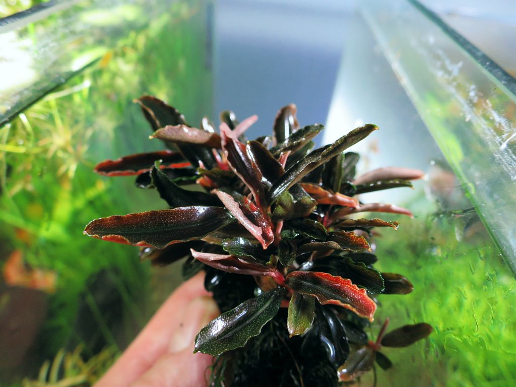 Lamandau mini purple