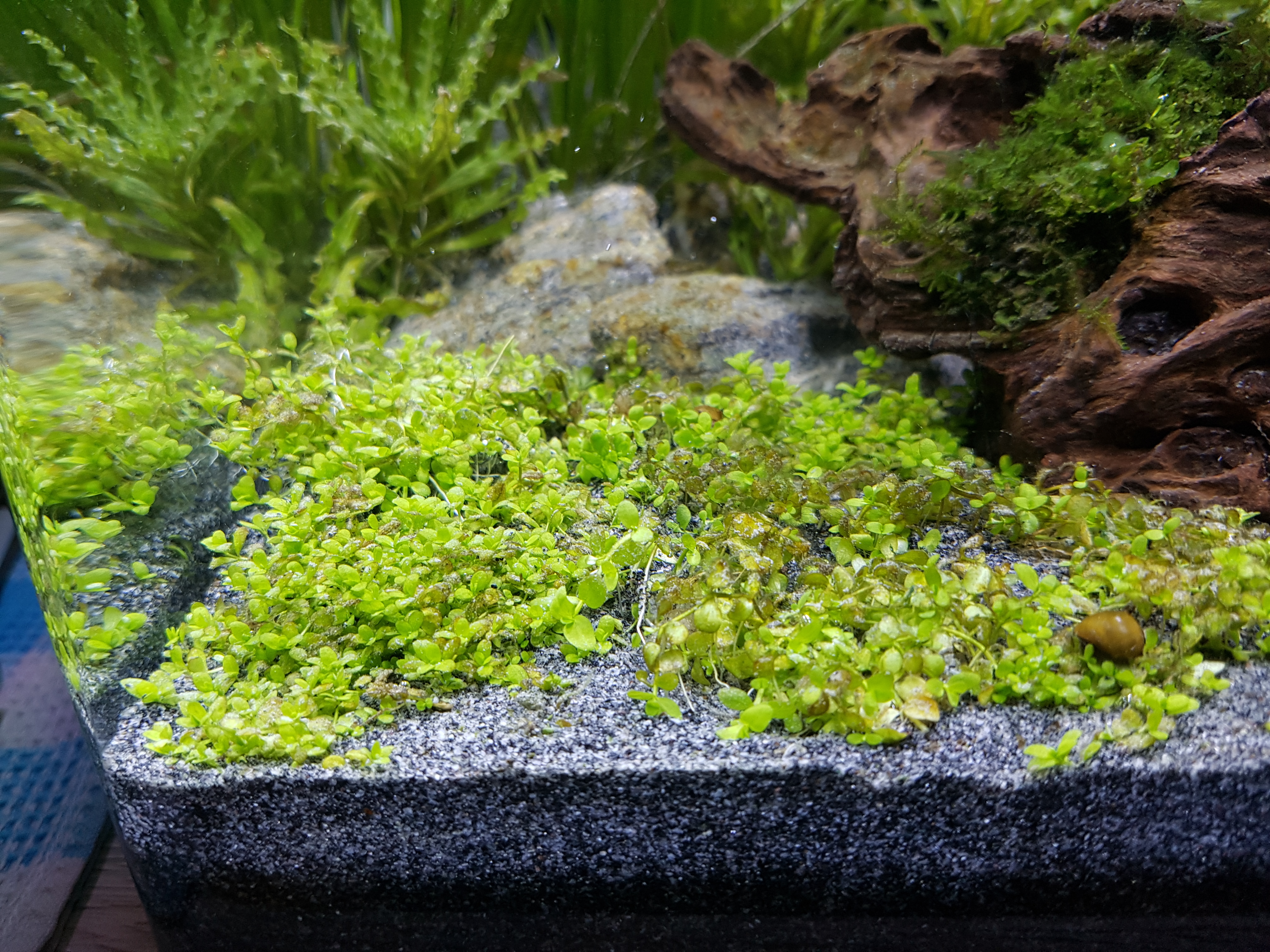 Micranthemum sp. "Montecarlo"
