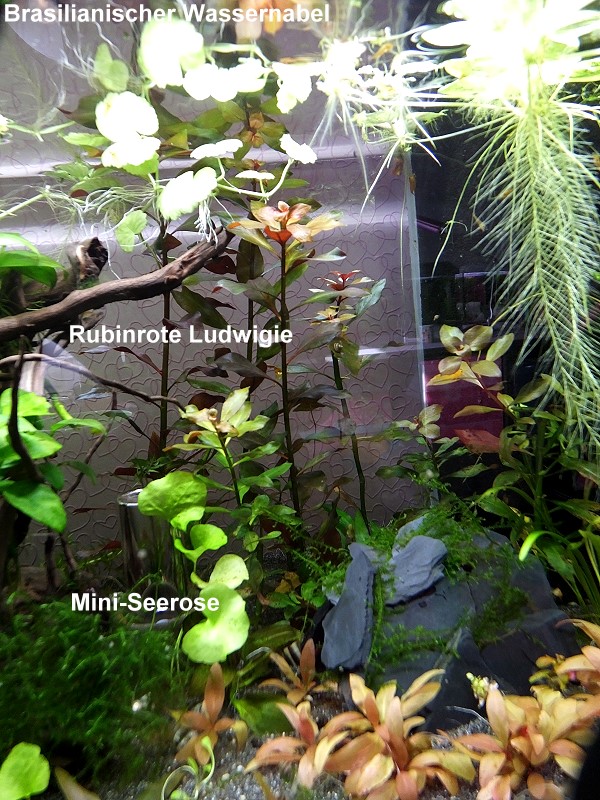 Mini-Seerose, Rubinrote Ludwigie, Brasilianischer Wassernabel
