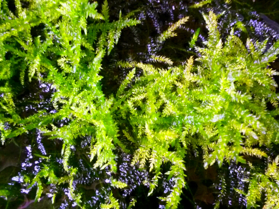 Original " Icemoss "