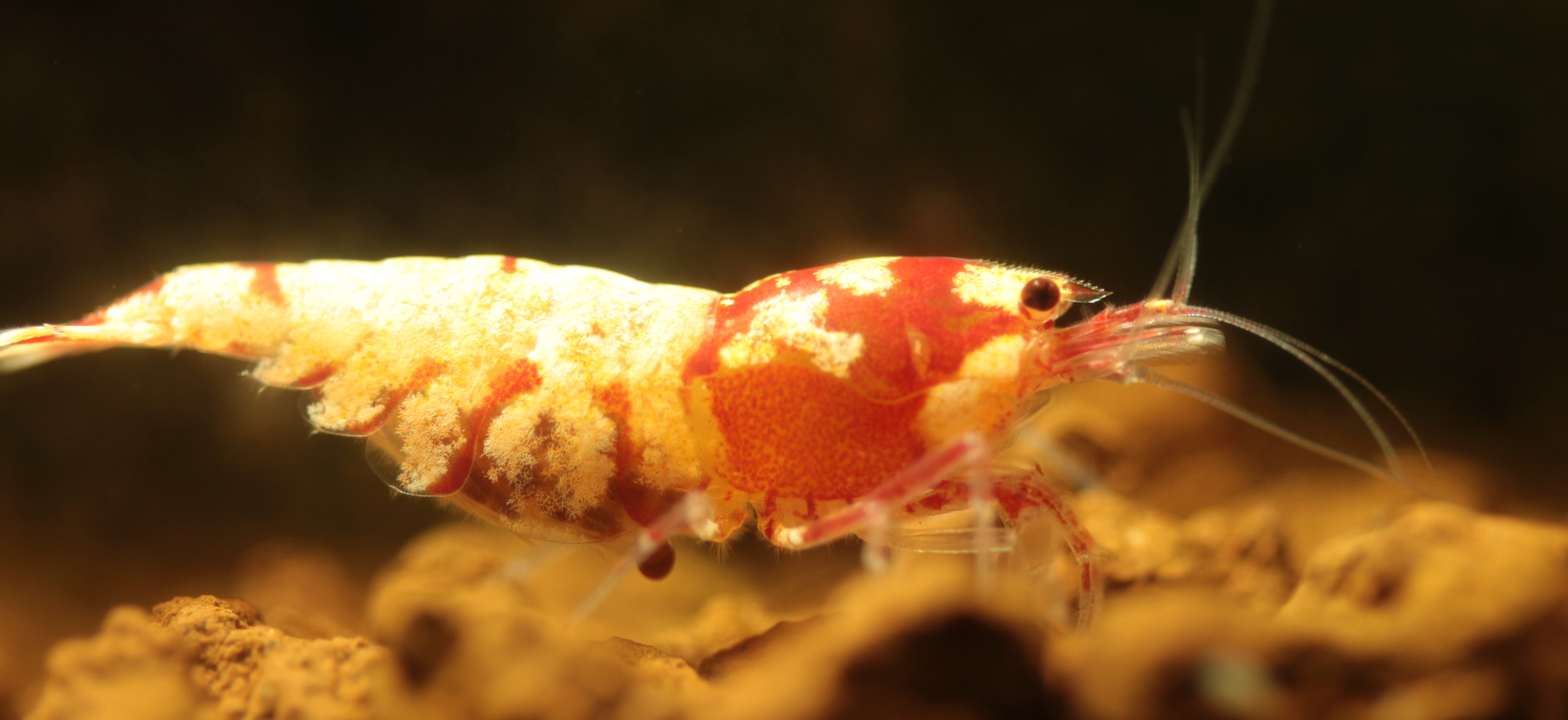 PintoMischer