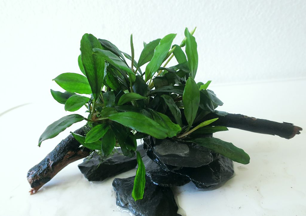 Pygmea