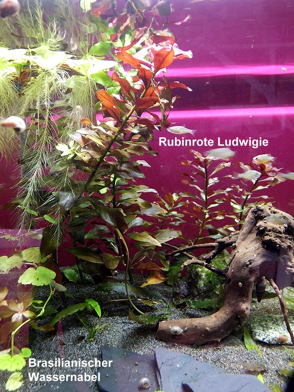 Rubinrote Ludwigie + Brasilianischer Wassernabel
